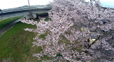 内郷地区　河川敷の桜