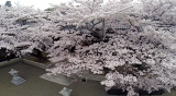 内郷地区　清光院の桜