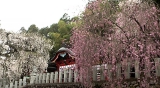 小川郷　諏訪神社の桜