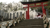 小川郷　諏訪神社の桜