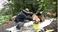 草木山荘　蜂蜜回収開始！