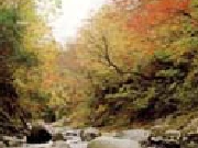 四時川渓谷　紅葉と川