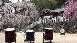 小川町諏訪神社　しだれ桜満開のなか和太鼓コンサートが開催されました。